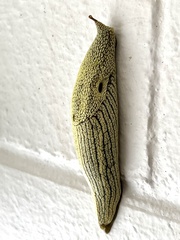 Elisolimax flavescens
