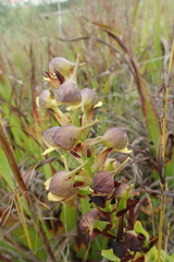 Disa cornuta