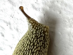 Elisolimax flavescens