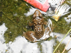 Limnonectes macrodon