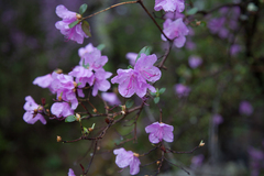 Rhododendron ledebourii