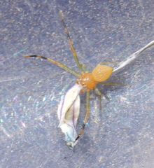 Misumenops rubrodecoratus