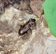 Notiophilus biguttatus