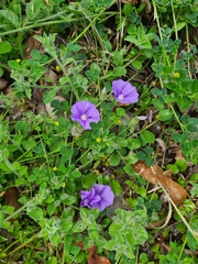 Convolvulus sabatius