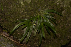 Sarcochilus fitzgeraldii