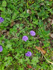 Convolvulus sabatius