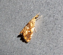 Glaucocharis selenaea