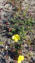 Oenothera drummondii