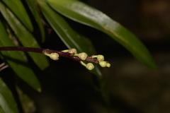 Sarcochilus fitzgeraldii