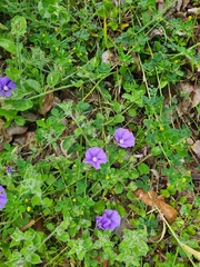 Convolvulus sabatius