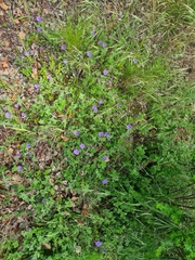 Convolvulus sabatius