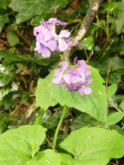 Lunaria annua annua