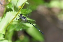 Eusynthemis nigra