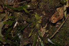 Bulbophyllum exiguum
