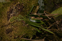 Bulbophyllum exiguum