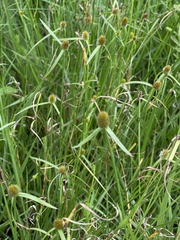 Cyperus melanospermus