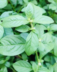 Alternanthera bettzickiana