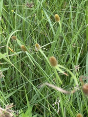 Cyperus melanospermus