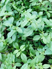 Alternanthera bettzickiana