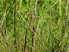 Cisticola juncidis