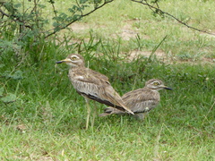 Burhinus senegalensis