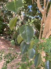 Capparis quiniflora