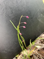 Arthropodium minus