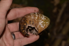Hedleyella falconeri
