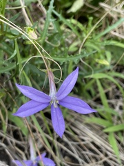 Lithotoma axillaris
