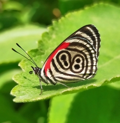 Diaethria