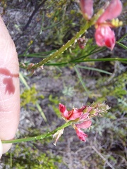 Indigofera triquetra