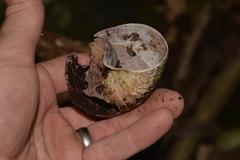 Hedleyella falconeri