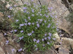 Lithotoma axillaris