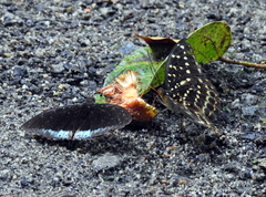 Lexias pardalis dirteana