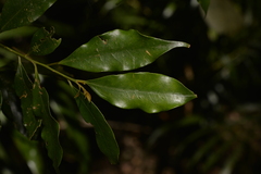 Cryptocarya meisneriana