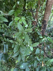 Denhamia fournieri