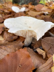 Infundibulicybe geotropa