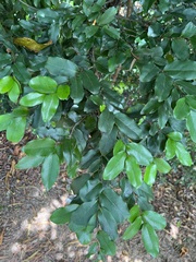 Diospyros samoensis