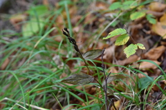 Cephalanthera damasonium