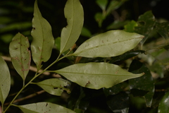 Cryptocarya meisneriana