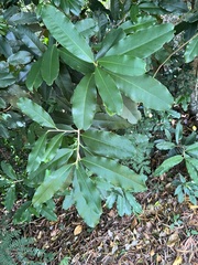 Lethedon salicifolia