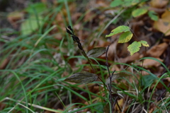 Cephalanthera damasonium