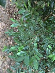 Huberantha nitidissima