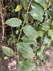 Capparis artensis