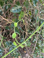 Ventilago neocaledonica