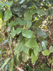 Celtis conferta