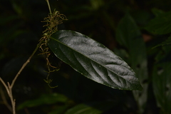 Alangium villosum