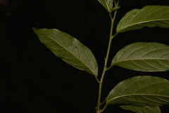 Alangium villosum