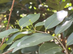 Melodinus