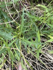 Lithotoma axillaris